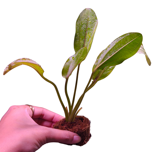 L524 Echinodorus Red Devil 16-19cm IMP