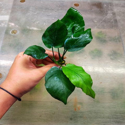 L554 Anubias Barteri Var Nana (Diamond) 11-14cm