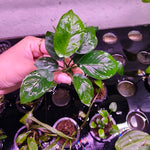 L554 Anubias Barteri Var Nana (Diamond) 12-13cm