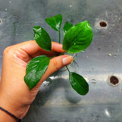 L554 Anubias Barteri Var Nana (Diamond) 8-9cm