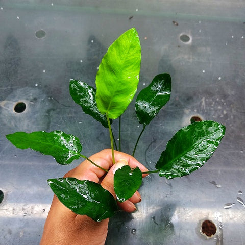 L569 Anubias Barteri Var Nana (Paxing) 13-14cm