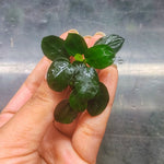L608 Anubias Barteri Petite Round 3cm (APC)