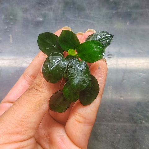 L608 Anubias Barteri Petite Round 3cm (APC)