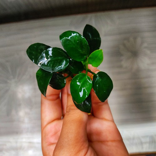 L608 Anubias Barteri Petite Round 4-5cm (APC)