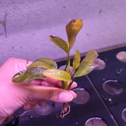 L616 Echinodorus 'Fire Phoenix' 9-10cm