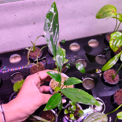 L639 Homalomena Sp Broad Sekadau South 16-17cm IMP