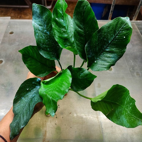 L655 Anubias Barteri Crispus 18-20cm