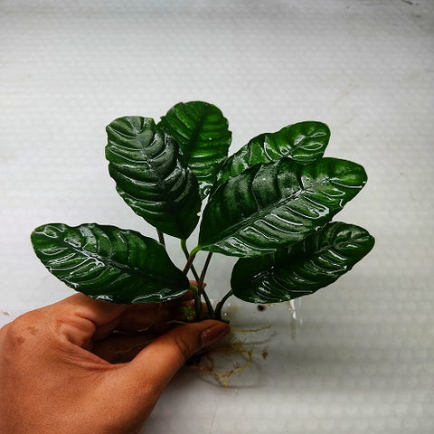 L920 Anubias Coffeefolia 16-18cm