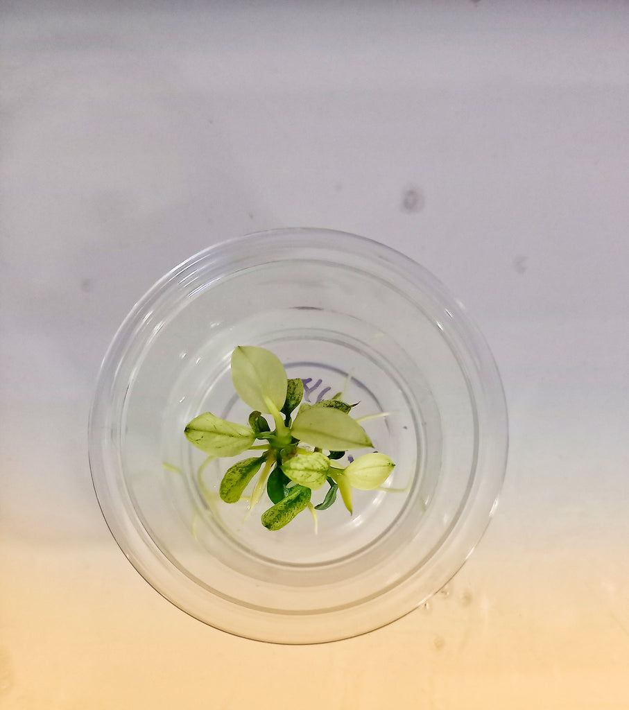 LS514 Anubias Barteri Var Nana (Pinto) T/C [Small] CUP IMP