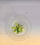 LS514 Anubias Barteri Var Nana (Pinto) T/C [Small] CUP IMP