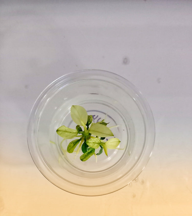 LS514 Anubias Barteri Var Nana (Pinto) T/C [Small] CUP IMP