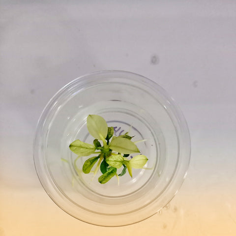 LS514 Anubias Barteri Var Nana (Pinto) T/C [Small] CUP IMP