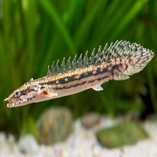 Lapradi Bichir 2.5"