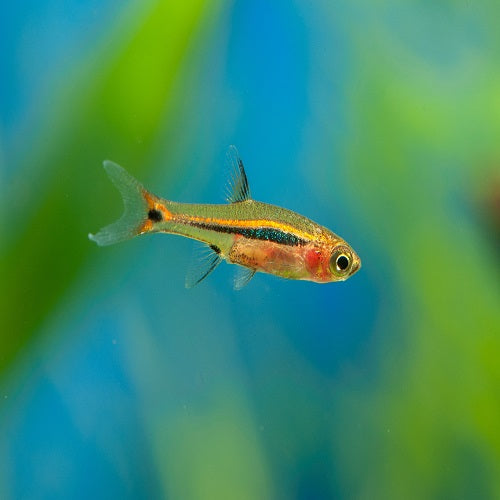 Least Rasbora 1.8cm