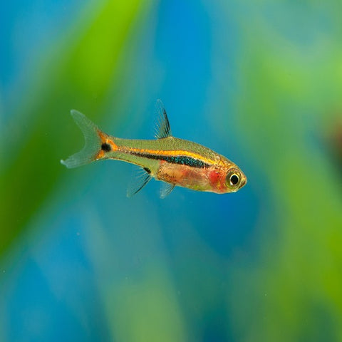 Least Rasbora 1.8cm