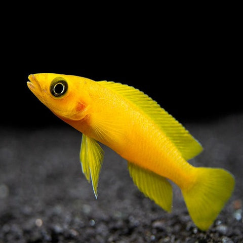 Leleupi Cichlid 4cm