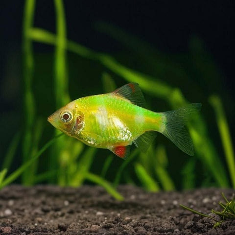 Lemon Tiger Barb 4-5cm