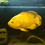 Lemon Yellow Oscar 2.5 IMP