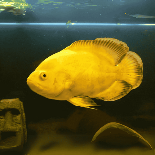 Lemon Yellow Oscar 2.5 IMP