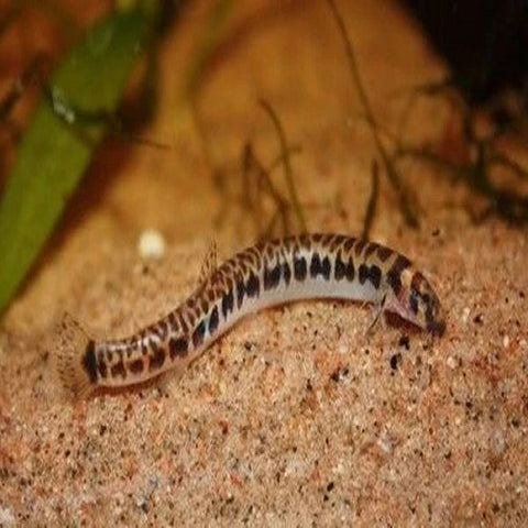 Leopard Kuhli Loach 5-6cm