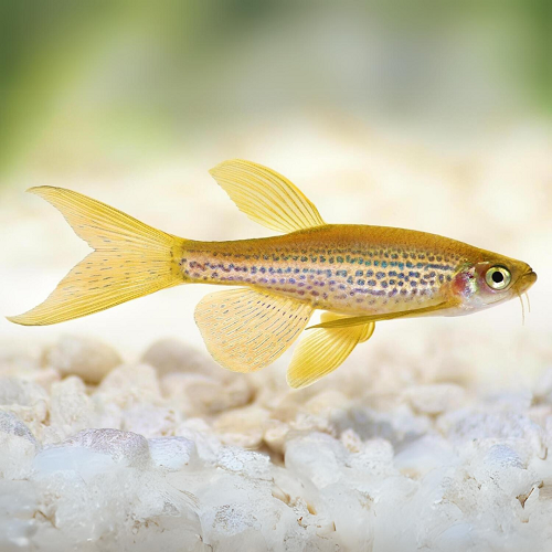 Leopard Pearl Danio 2.5cm