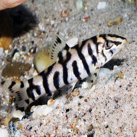 Lohachata Botia Loach 4-5cm
