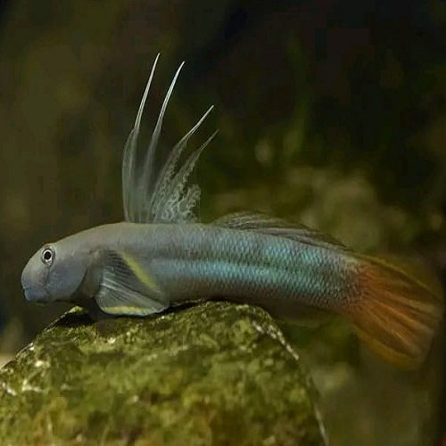 Longfilis Goby 5-6cm