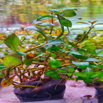 Ludwigia Atlantis - Pot