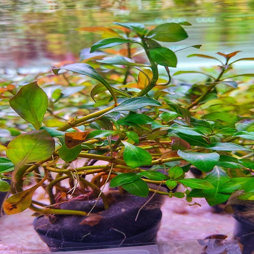 Ludwigia Atlantis - Pot
