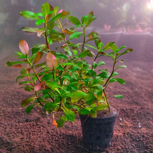 Ludwigia Atlantis - Pot