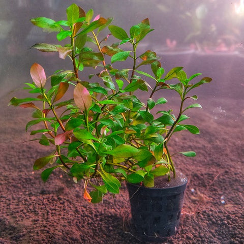 Ludwigia Atlantis - Pot