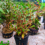 Ludwigia Glandulosa - Pot