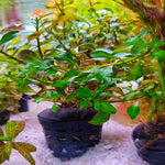 SC79P Ludwigia Repens - Pot
