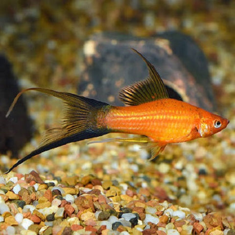 Lyretail Wagtail Swordtail 4-4.5cm
