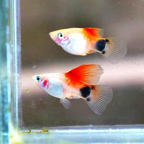 Mickey Mouse Platy 3.5-4cm