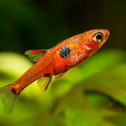 Maculata Rasbora 1.5cm