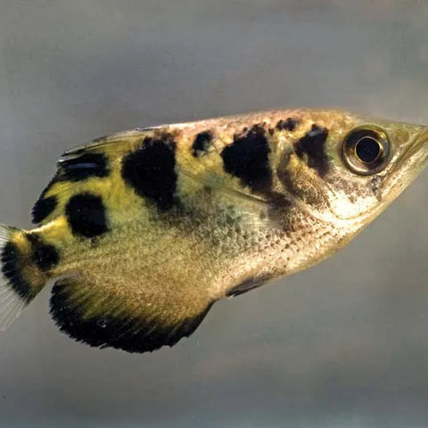 Marble Archer Fish 3