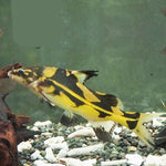 Marble Lancer Catfish 3.5-4"