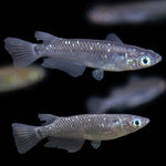 Medaka Shiro (Japanese Rice Fish Black) 2.5cm