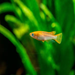 Medaka Shiro (Japanese Rice Fish Orange) 2.5-3cm