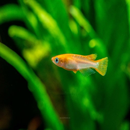 Medaka Shiro (Japanese Rice Fish Orange) 2.5-3cm