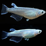 Medaka Shiro (Japanese Rice Fish White) 1.5-2cm