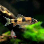 Melon Barb 3.5cm