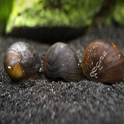 Military Helmet Nerite Snail