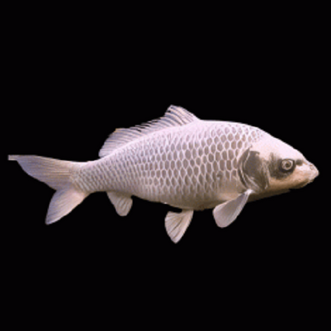 Milky Koi Carp 6-7cm