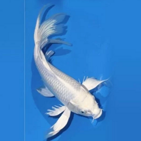 Milky Koi Carp Veiltail 12-14cm