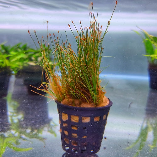 Mini Hair Grass - Pot