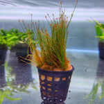 Mini Hair Grass - Pot