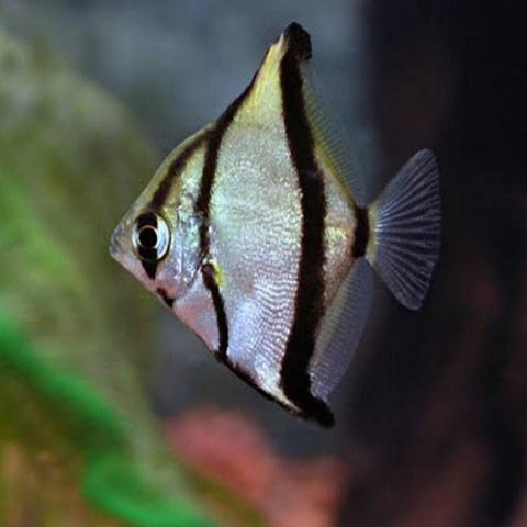Mono Sebae 4-5cm