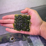 A25SP Monosolenium Tenerum - Pellia - Mesh